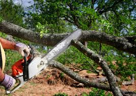 How Our Tree Care Process Works  in  Mineville, NY